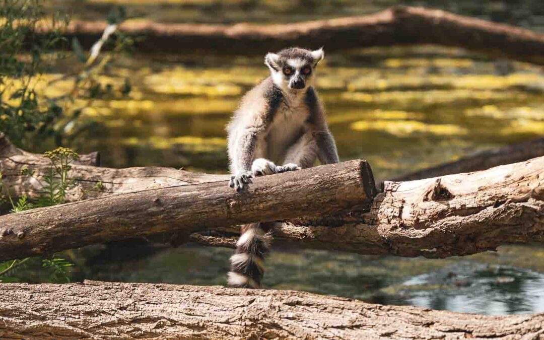 Berlin Tiergarten Foto-Blog: Eine gewinnbringende Verwechslung!