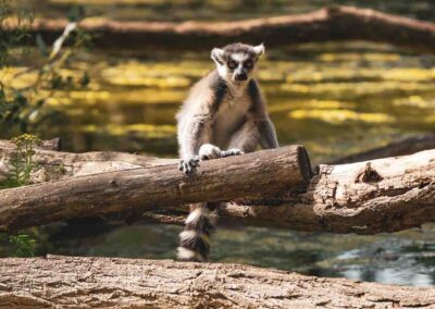 Berlin Tiergarten Foto-Blog: Eine gewinnbringende Verwechslung!